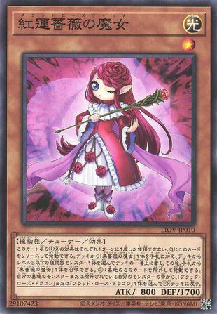 Ruddy Rose Witch - Normal - LIOV-JP010
